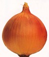 cibula.jpg
