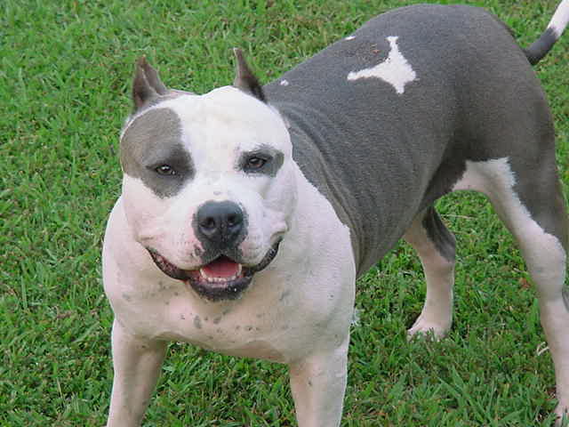 13400pitbull.jpg